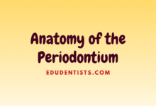 Anatomy of the Periodontium